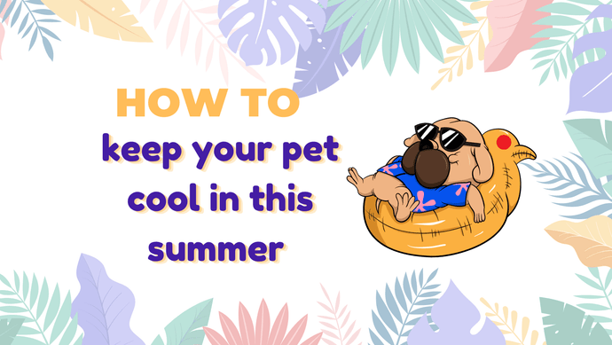 KEEP YOUR PETS COOL WITH THESE SUMMER ESSENTIALS