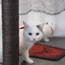 Load image into Gallery viewer, Devil Wing Collar for Cats and Humans