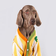 Load image into Gallery viewer, Hip hop Style Pet Knitting Cardigan - San Frenchie
