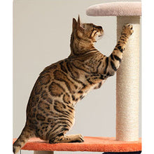 Load image into Gallery viewer, Universe Theme Cat Tree