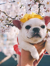 Load image into Gallery viewer, Summer Ready Pet Dress Set - San Frenchie