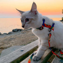 Load image into Gallery viewer, Colorful Pet Harness - San Frenchie