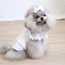 Load image into Gallery viewer, Everyone Loves Korean Style Lace Pet Dress - San Frenchie