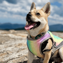Load image into Gallery viewer, Cooling Vest - San Frenchie