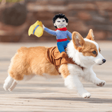Load image into Gallery viewer, Cowboy Rider - Pet Halloween Costume - San Frenchie