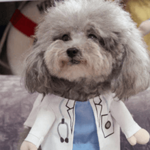 Load image into Gallery viewer, Doctor - Pet Halloween Costume - San Frenchie