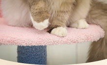 Load image into Gallery viewer, Ocean View Cat Climbing Tree - San Frenchie