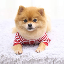 Load image into Gallery viewer, Pocket Teddy Bear Striped Dog Sweater Costume