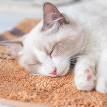 Load image into Gallery viewer, Cat Shaped Plush Mat - San Frenchie