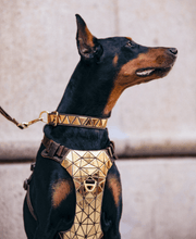 Load image into Gallery viewer, Durable Dog Harness Set - San Frenchie