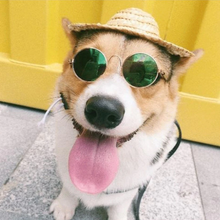 Load image into Gallery viewer, Sunglasses for Small Dogs and Cats - San Frenchie