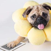 Load image into Gallery viewer, No Mess Paw Print Pad - San Frenchie