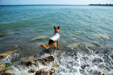 Load image into Gallery viewer, Cooling Vest - San Frenchie