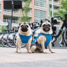 Load image into Gallery viewer, Cooling Vest - San Frenchie