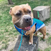 Load image into Gallery viewer, Cooling Vest - San Frenchie