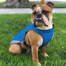 Load image into Gallery viewer, Cooling Vest - San Frenchie