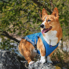 Load image into Gallery viewer, Cooling Vest - San Frenchie