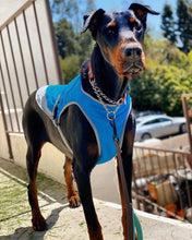 Load image into Gallery viewer, Cooling Vest - San Frenchie