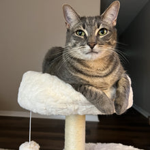 Load image into Gallery viewer, A cat lying in the soft top bed of the Milk Cloud Cat Tree
