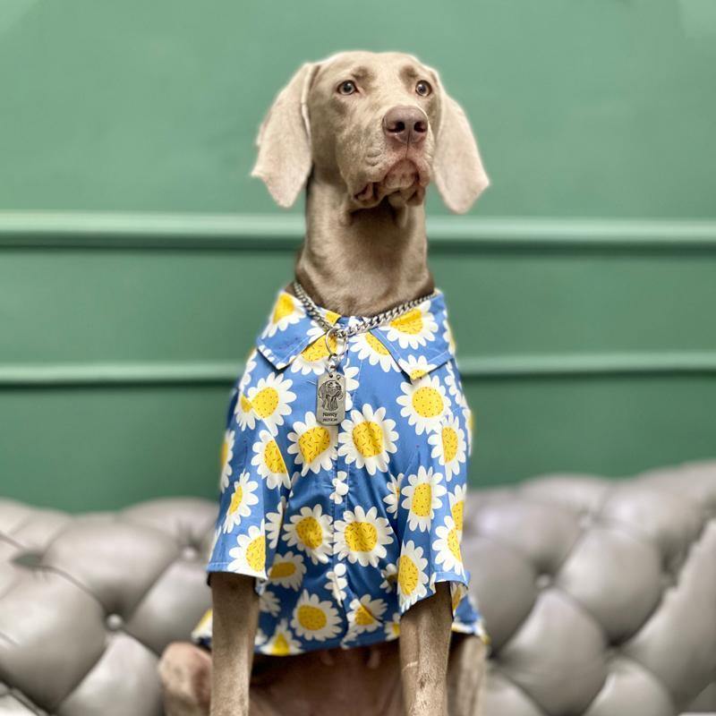 Hawaii Styled Sunflower Dog Shirt - San Frenchie
