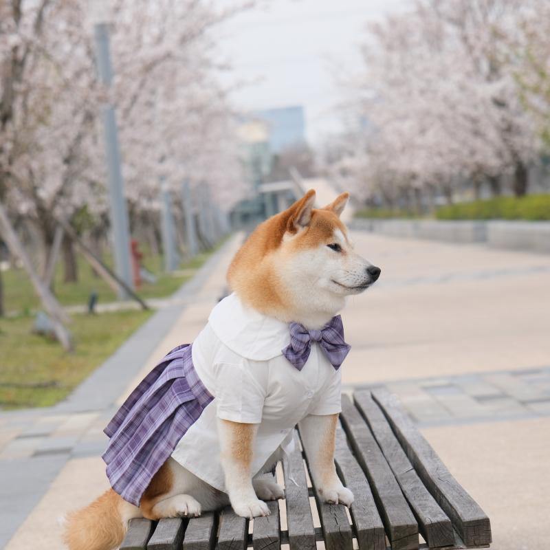 Japanese Style Pet JK Dress - San Frenchie