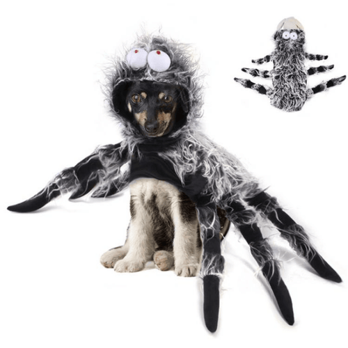 Webby Spider - Pet Halloween Costume - San Frenchie