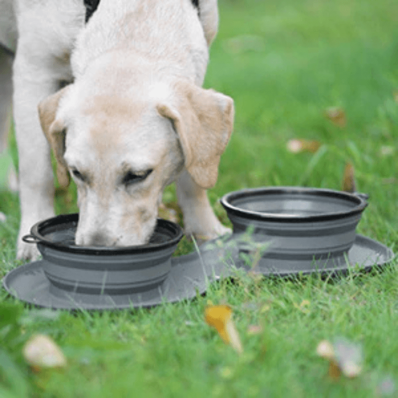 Double Collapsible Travel Bowl and Slow Feeder - San Frenchie