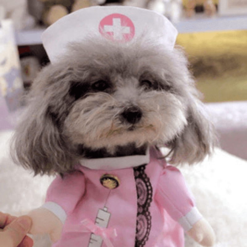 Nurse -  Pet Halloween Costume - San Frenchie