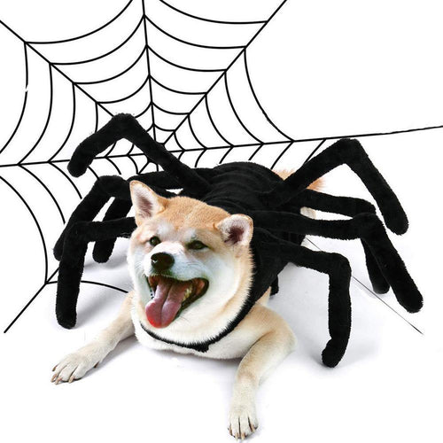 Spider costume for Small Dogs - Pet Halloween Costume - San Frenchie