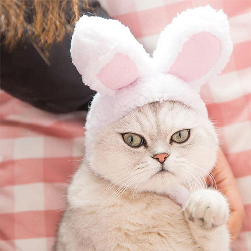 Bunny Headpiece - Pet Halloween Costume - San Frenchie