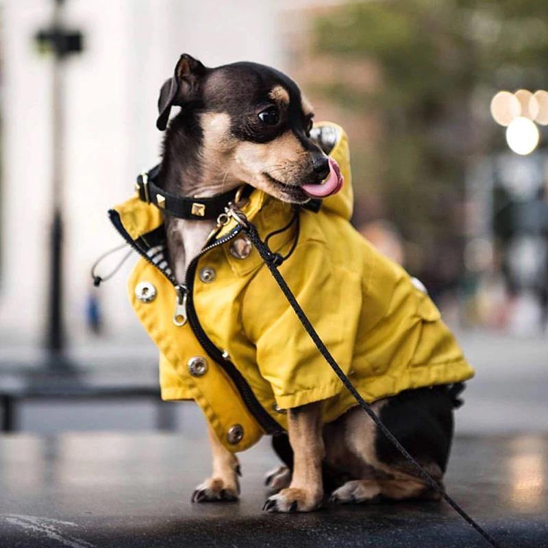 Premium Quality Raincoat for Dogs - San Frenchie