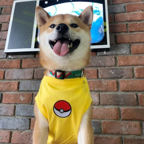 Summer Pet Outfits - San Frenchie