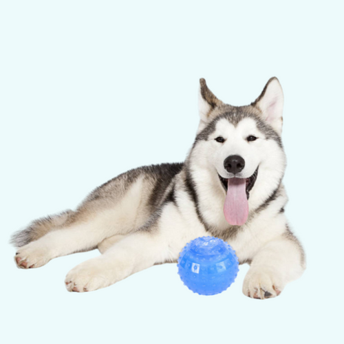 waterproof bite resistant ball for dog